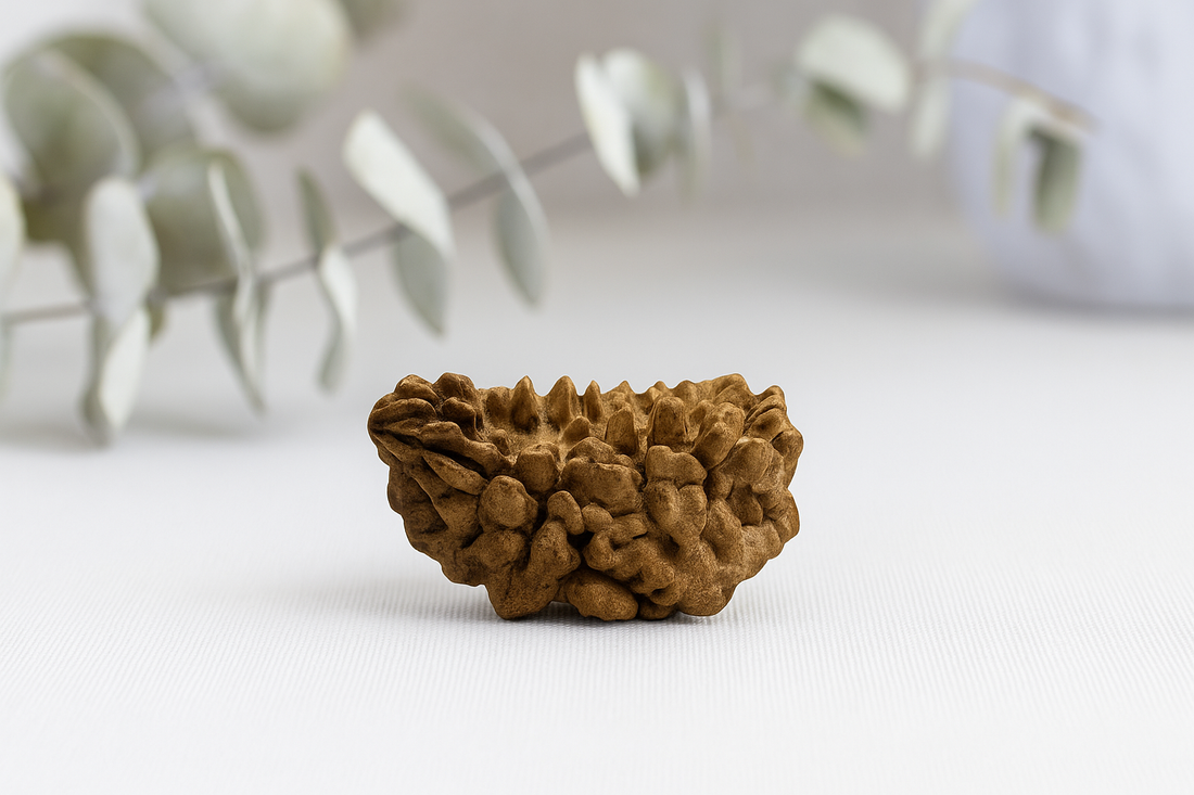 The Divine Power of 1 Mukhi Rudraksha: The rare bead