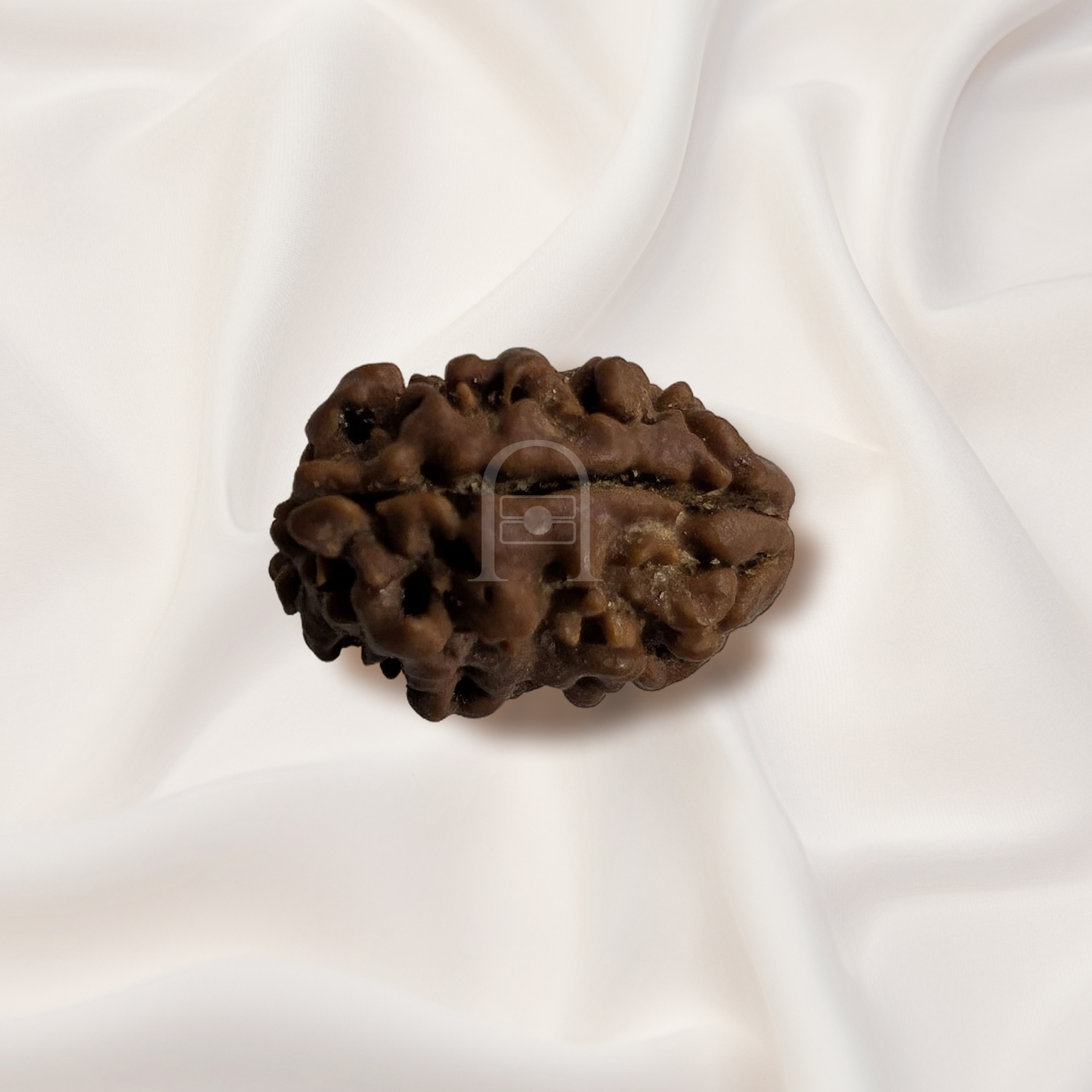 2_mukhi_rudraksh_02