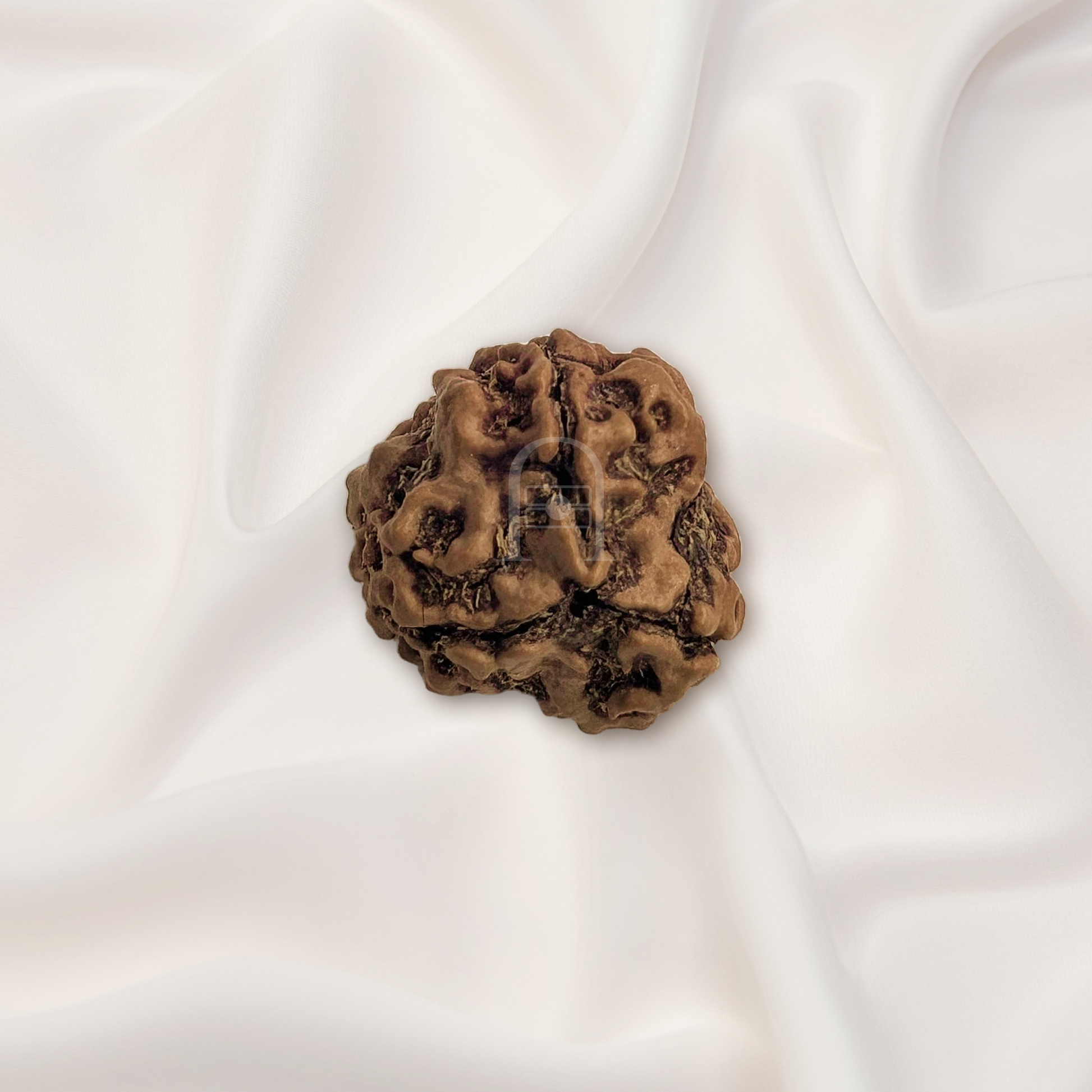 3_mukhi_rudraksh_02