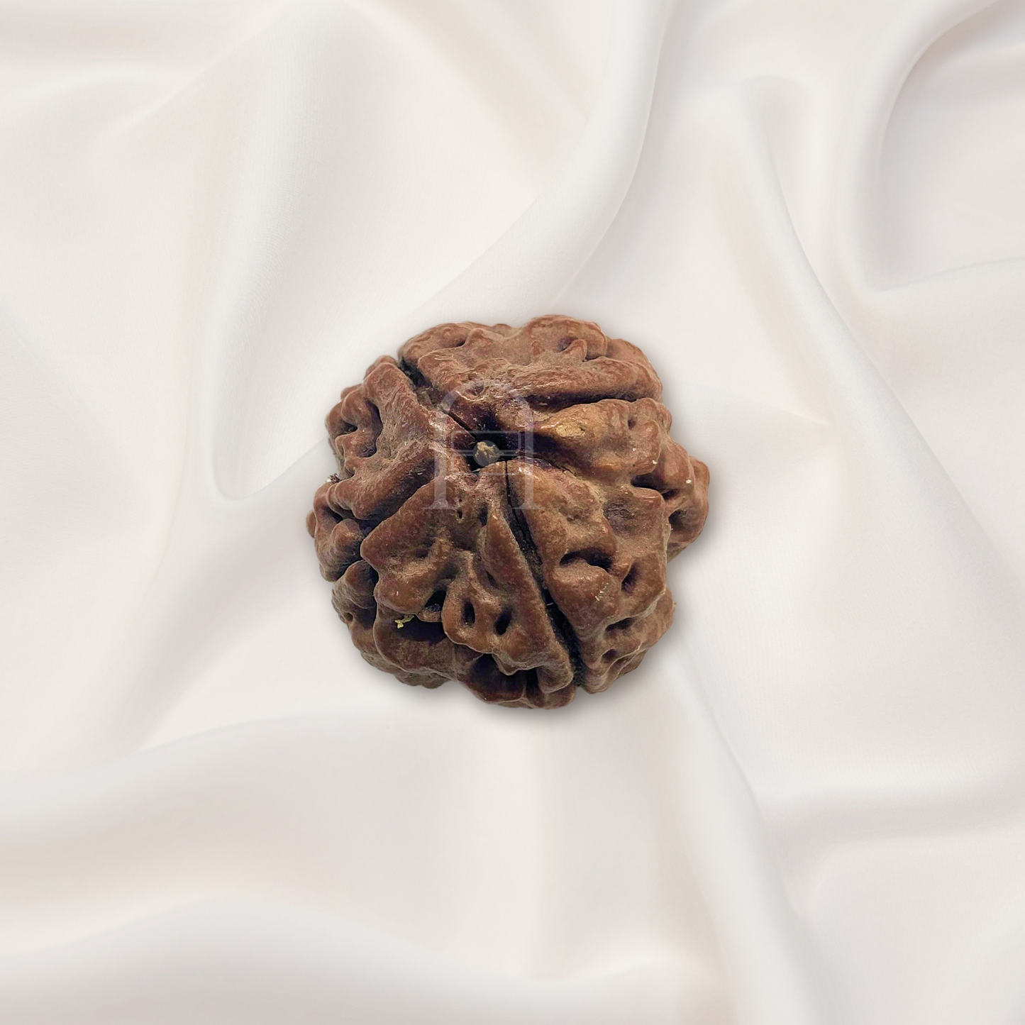 4_mukhi_rudraksh_02
