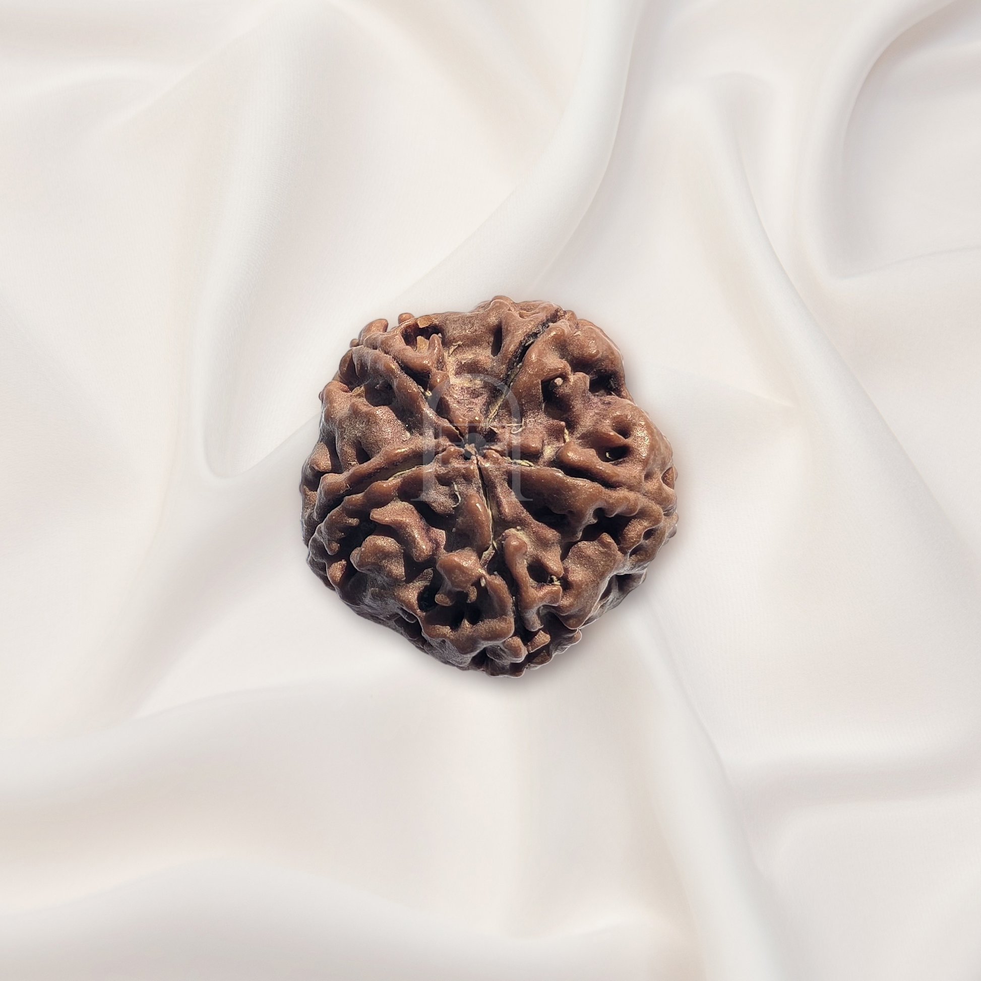 5_mukhi_rudraksh_02