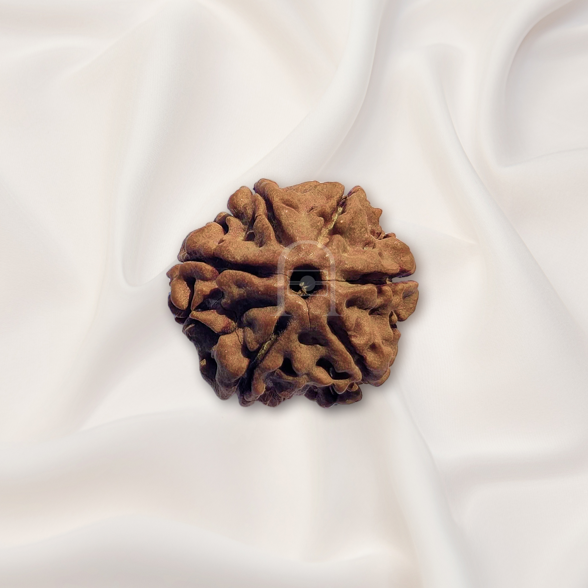 6_mukhi_rudraksh_02