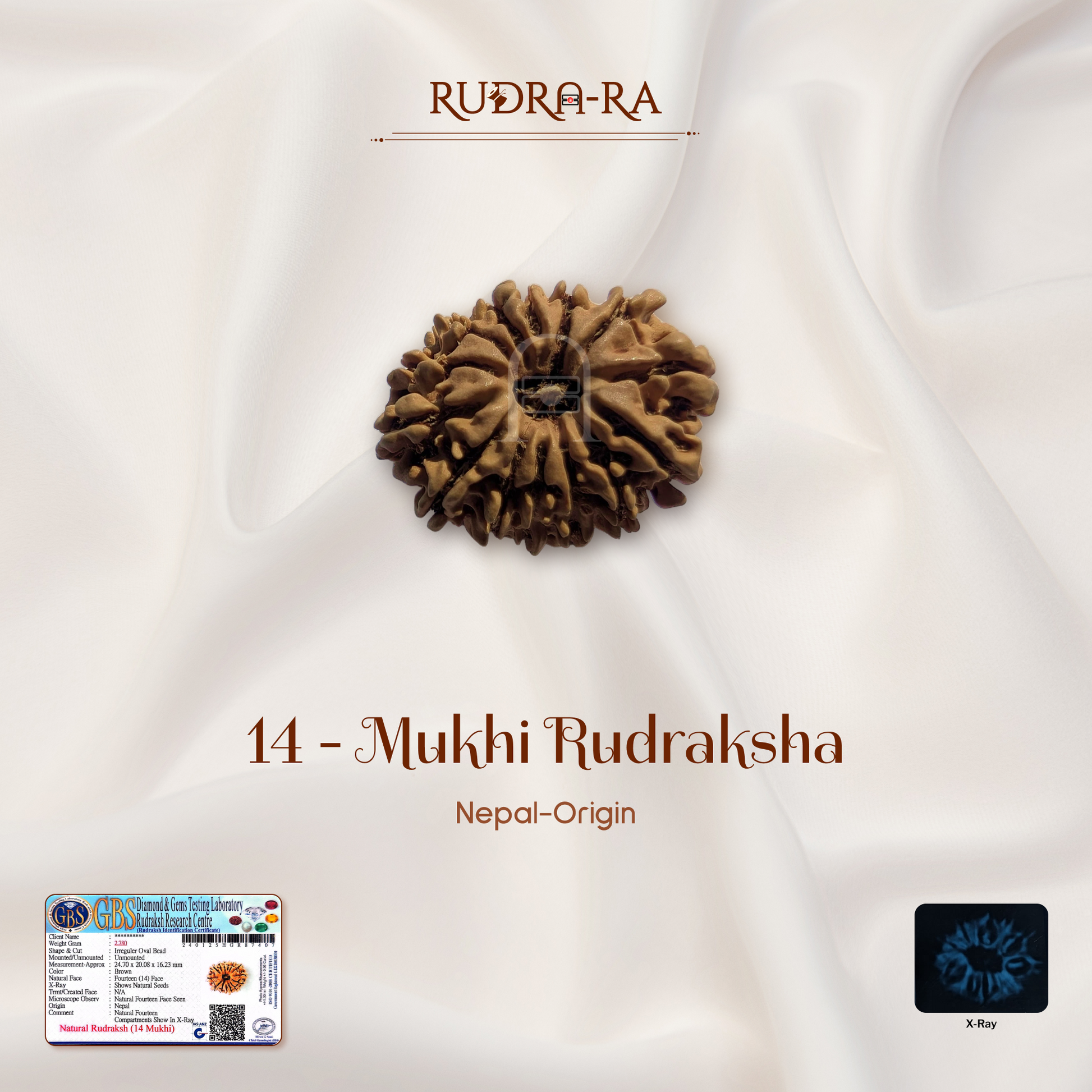 14_mukhi_rudraksh_nepali_01