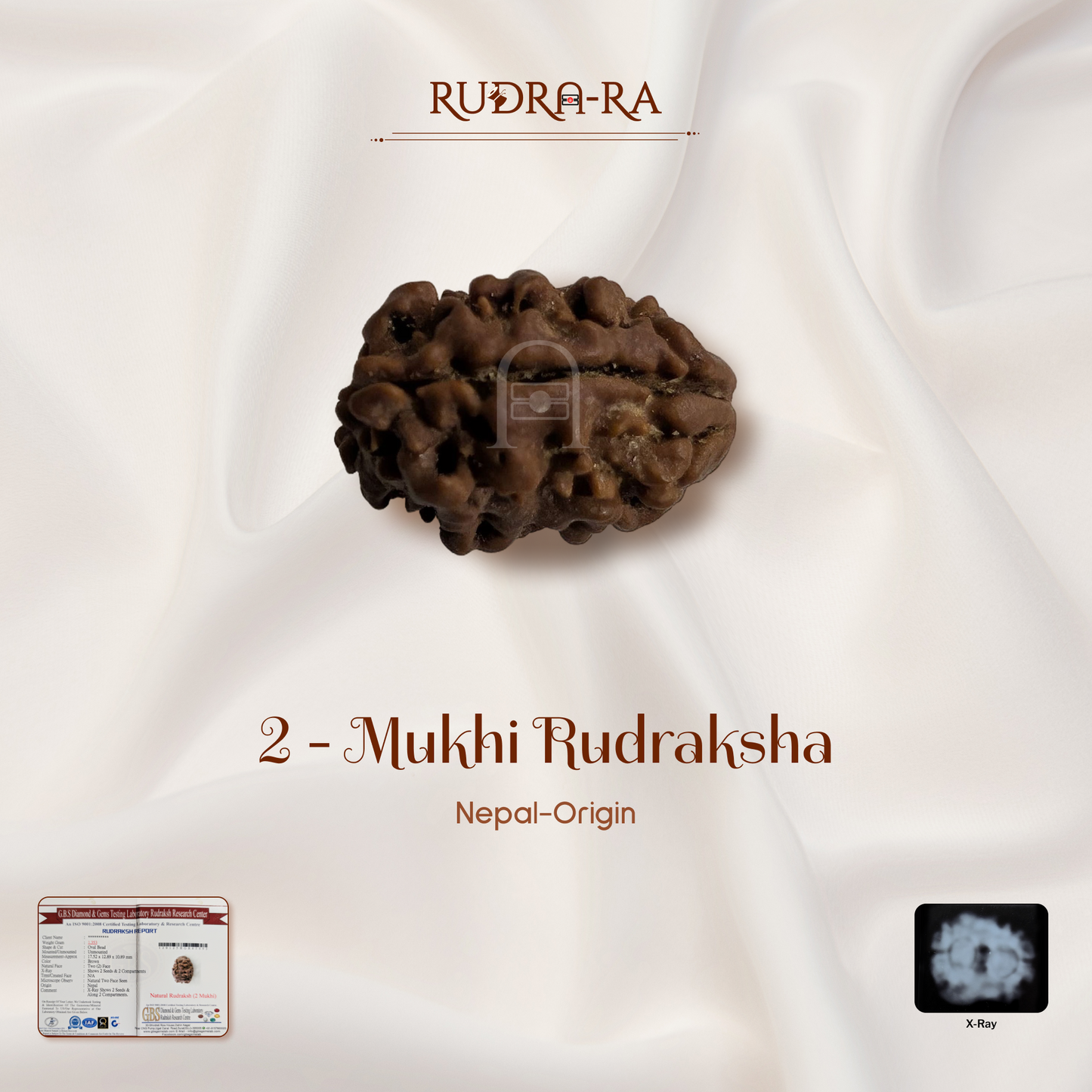 2_mukhi_rudraksh_01
