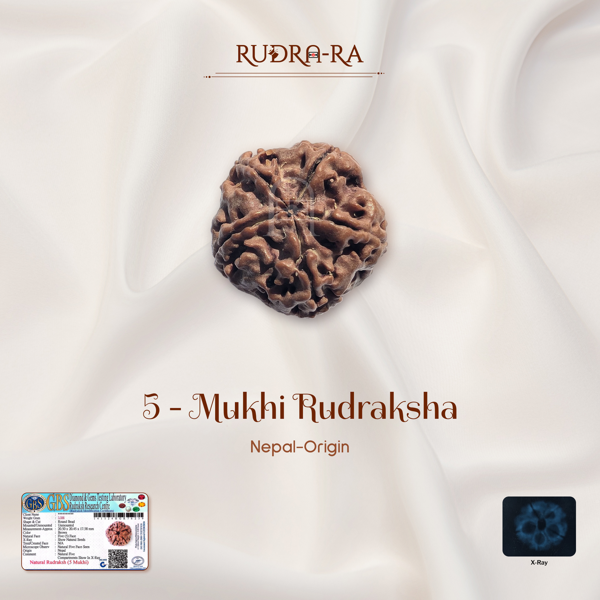 5_mukhi_rudraksh_01