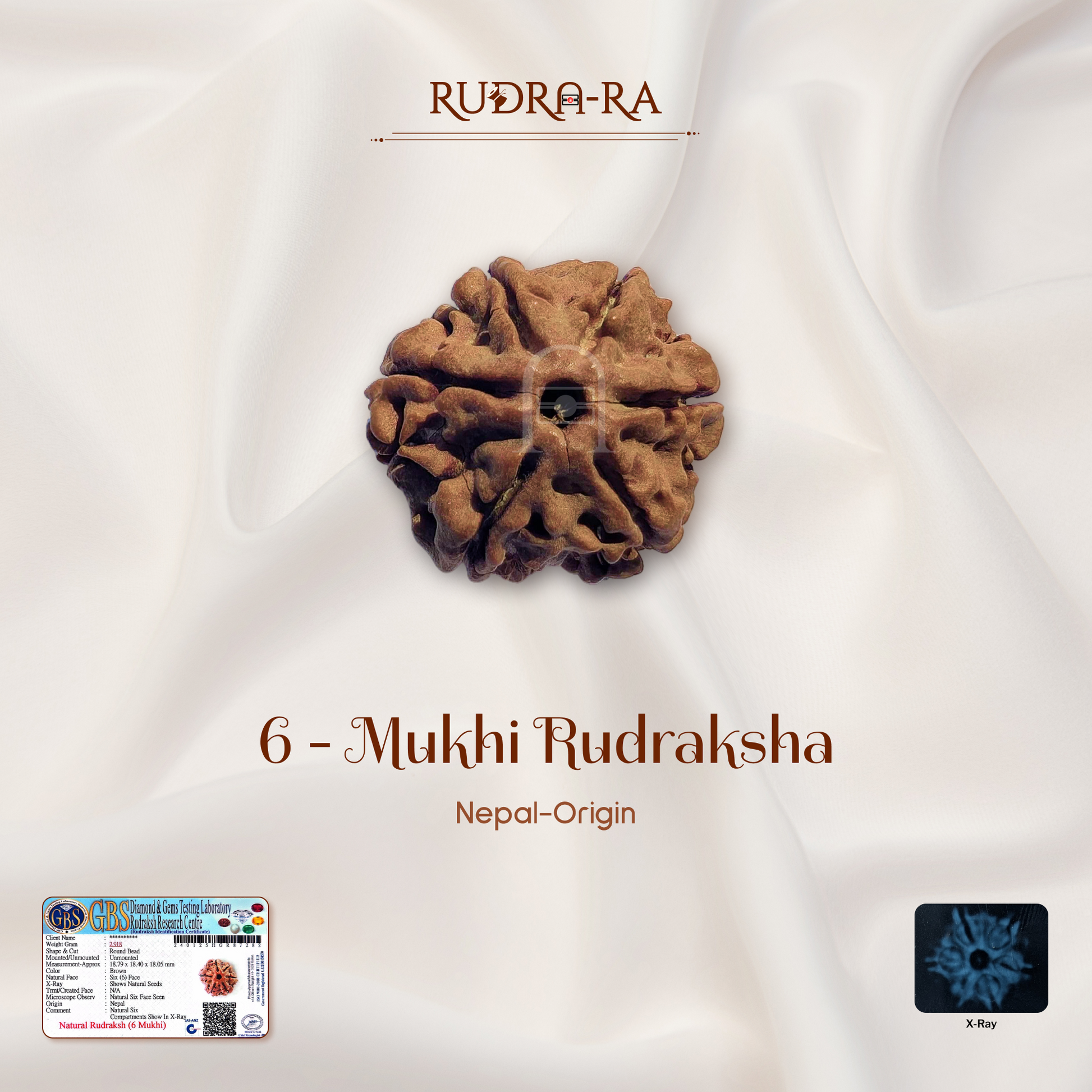 6_mukhi_rudraksh_01