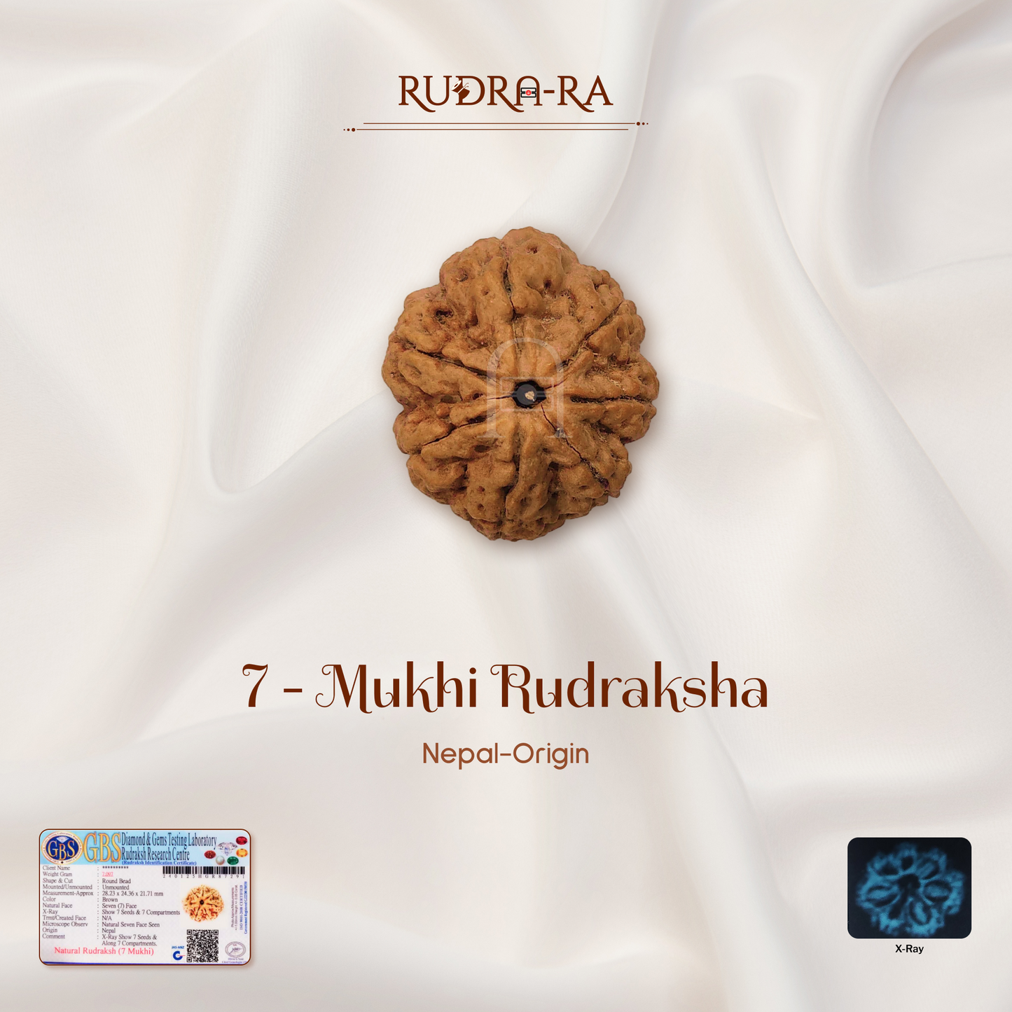 7_mukhi_rudraksh_01