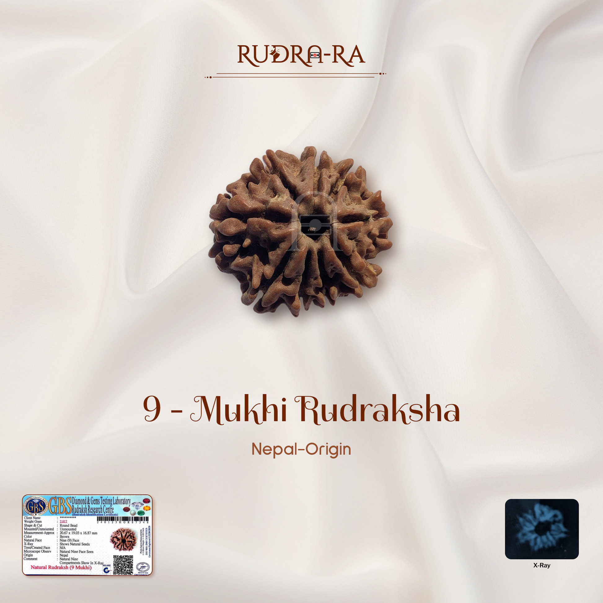 9_mukhi_rudraksh_01