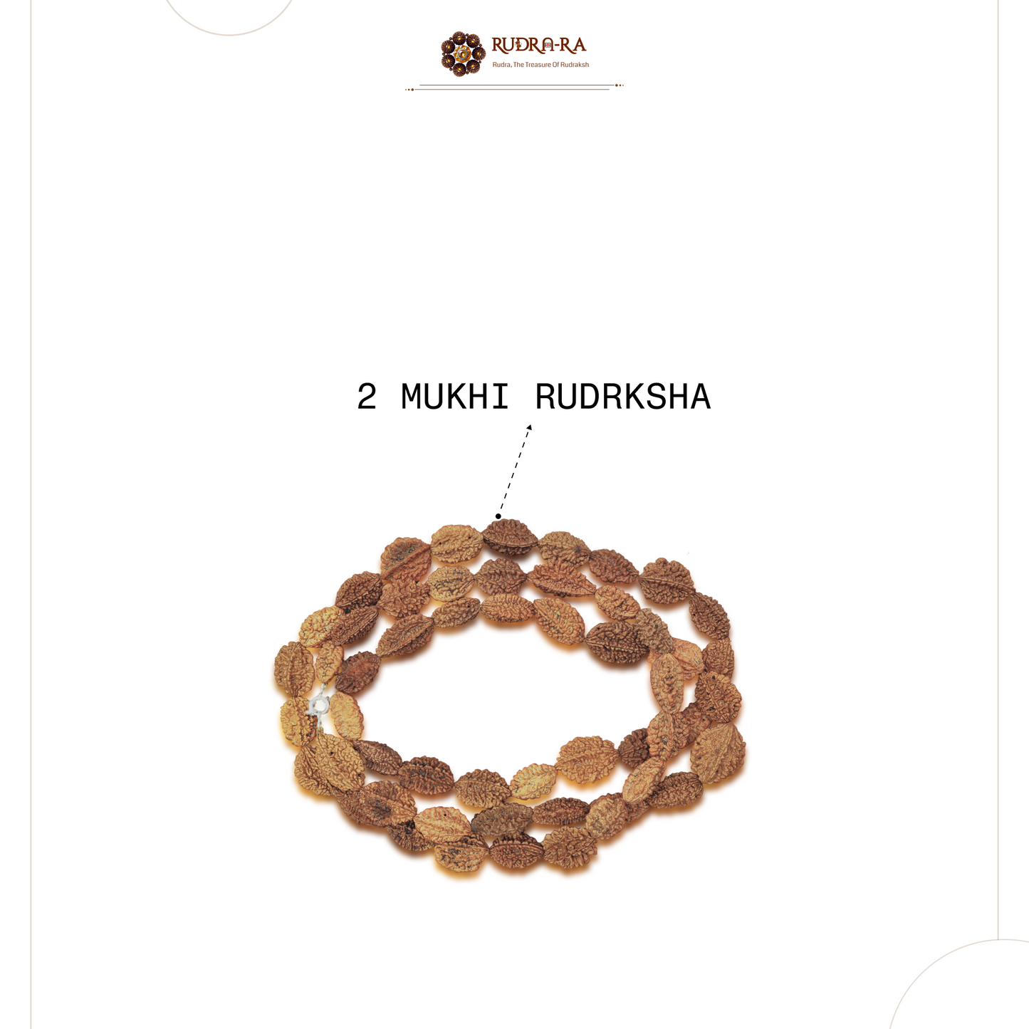 2_mukhi_rudraksh_mala_03