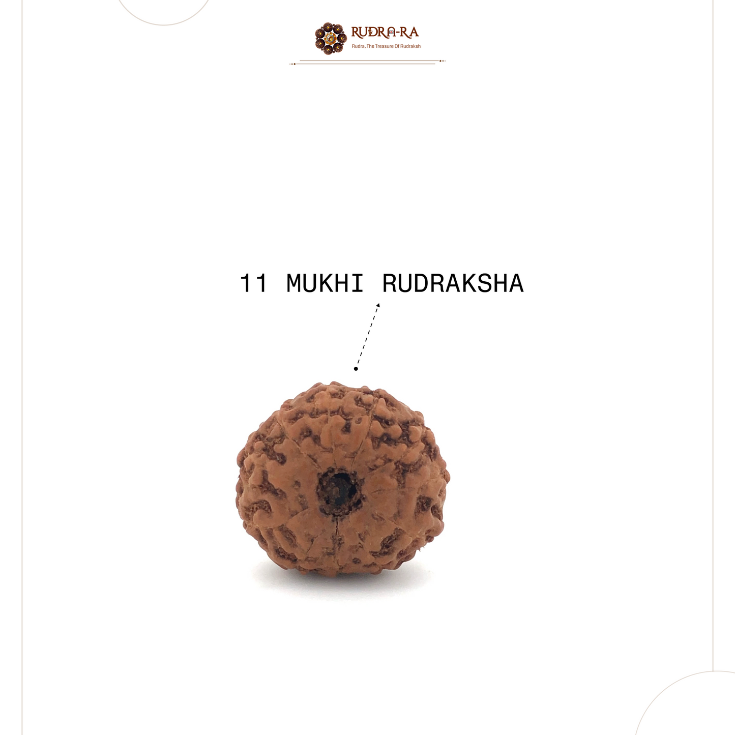 11_mukhi_rudraksh_04