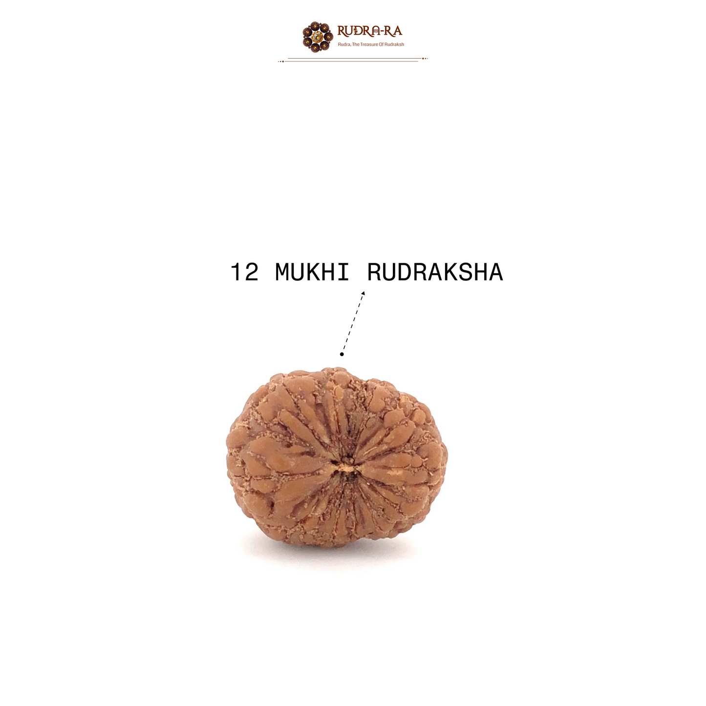 12_mukhi_rudraksh_04