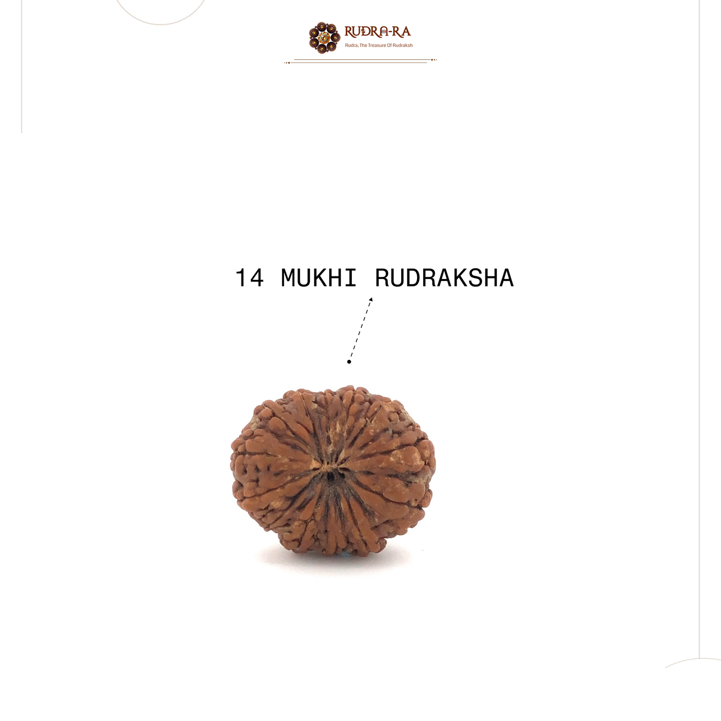 14_mukhi_rudraksh_04