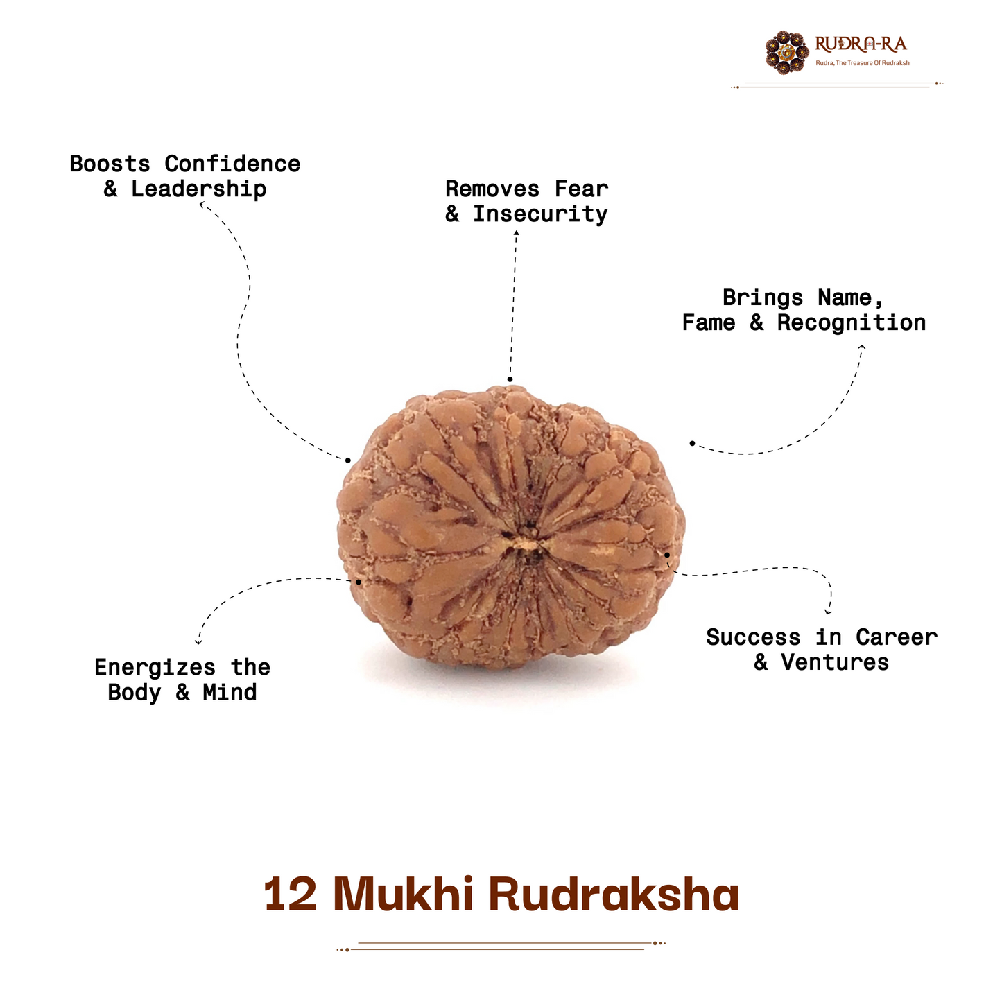 12_mukhi_rudraksh_05