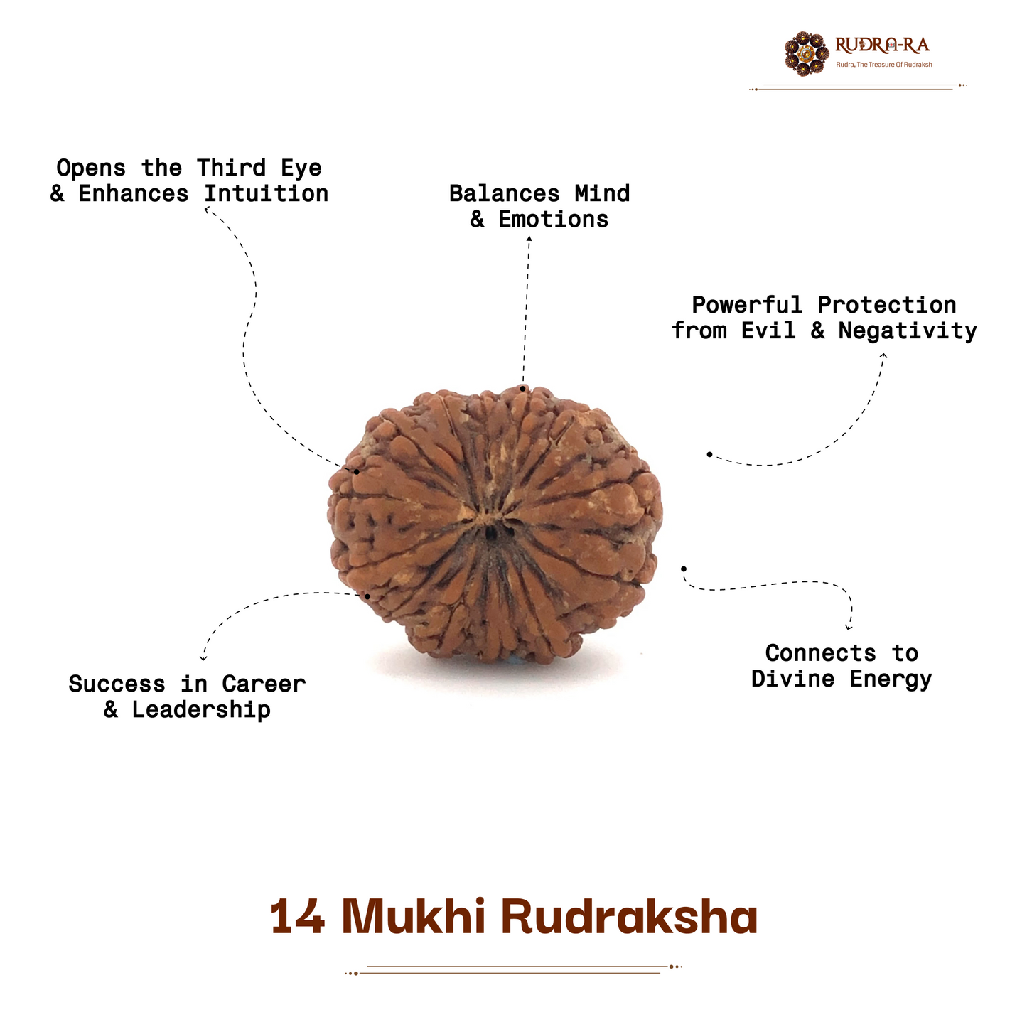 14_mukhi_rudraksh_05