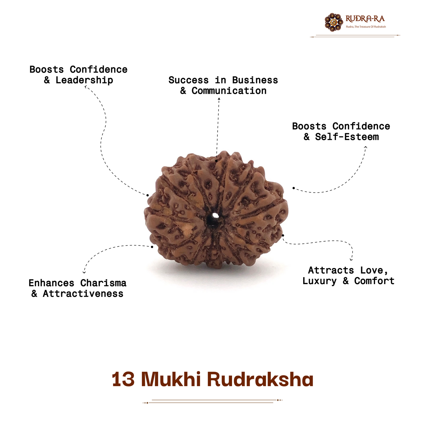 13_mukhi_rudraksh_05