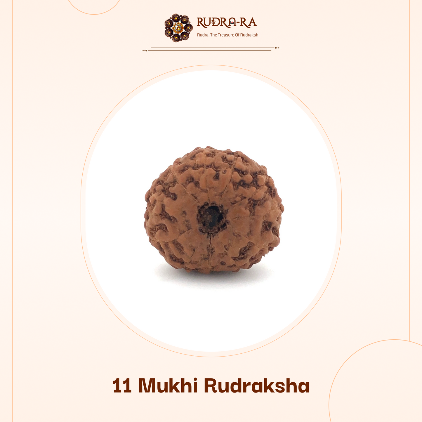 11_mukhi_rudraksh_02