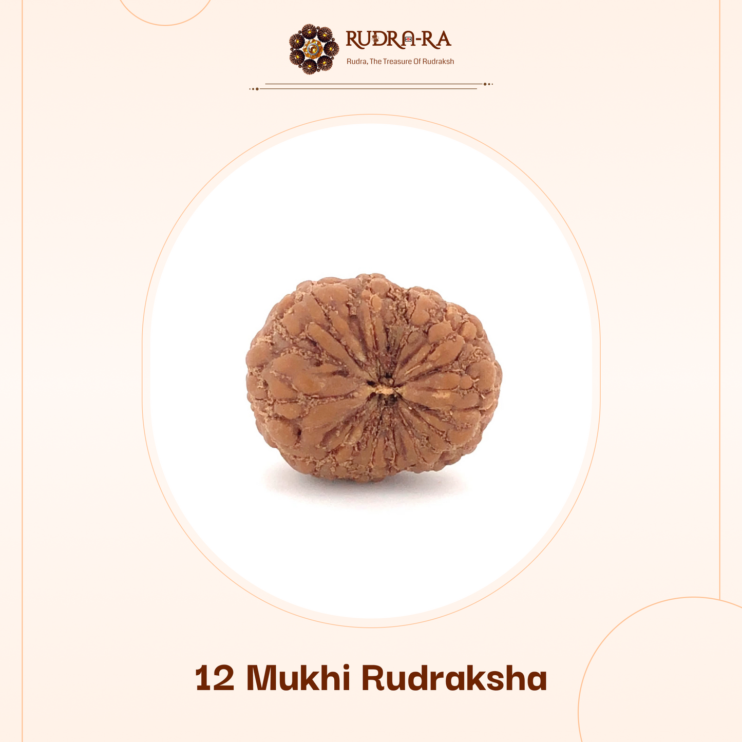 12_mukhi_rudraksh_02