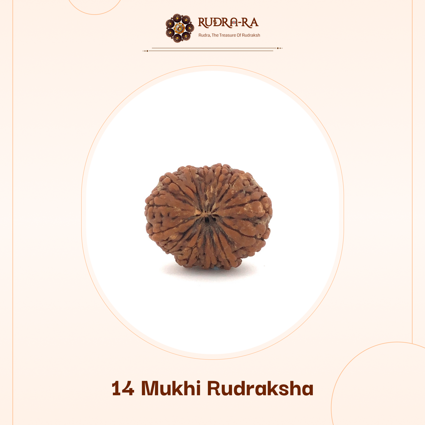 14_mukhi_rudraksh_02
