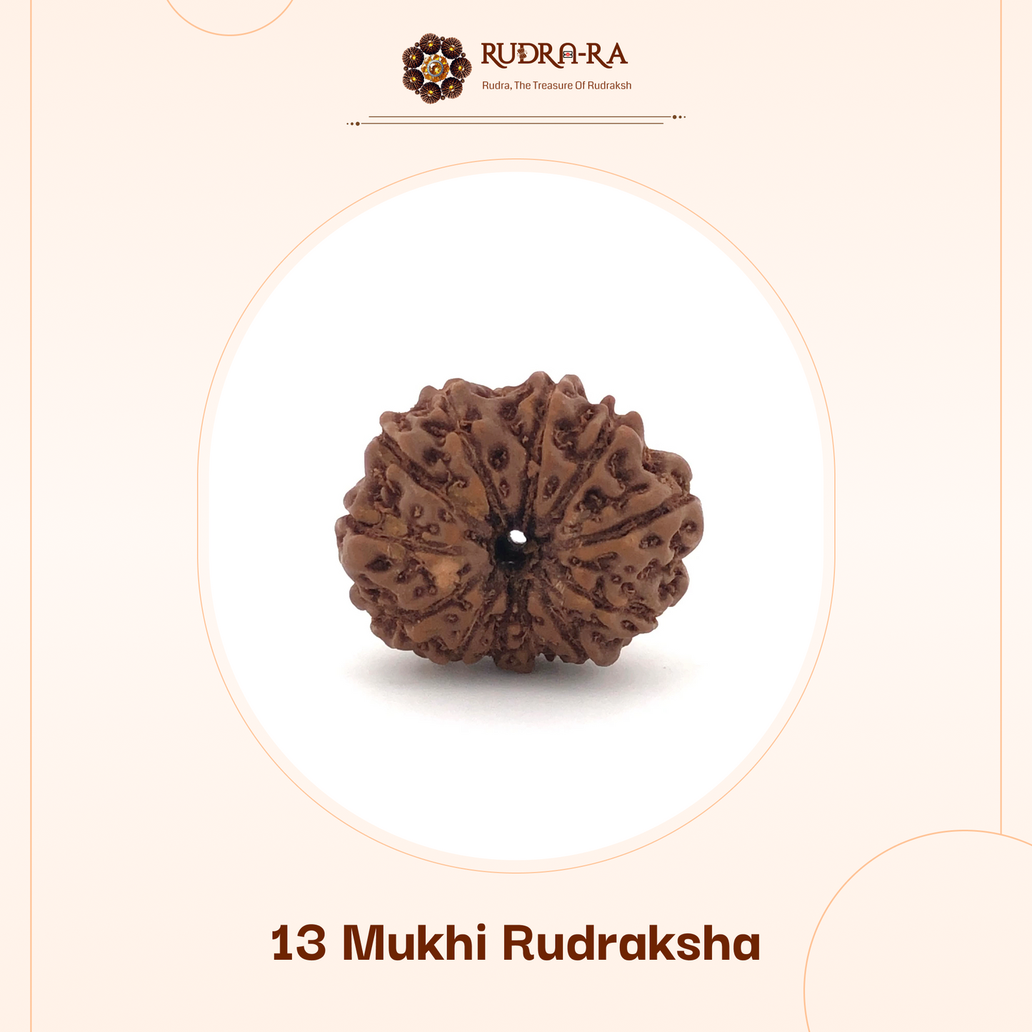 13_mukhi_rudraksh_02