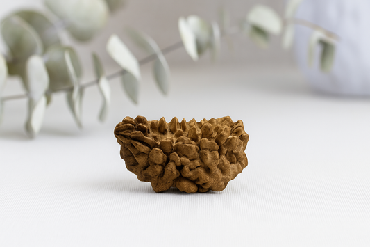 The Divine Power of 1 Mukhi Rudraksha: The rare bead