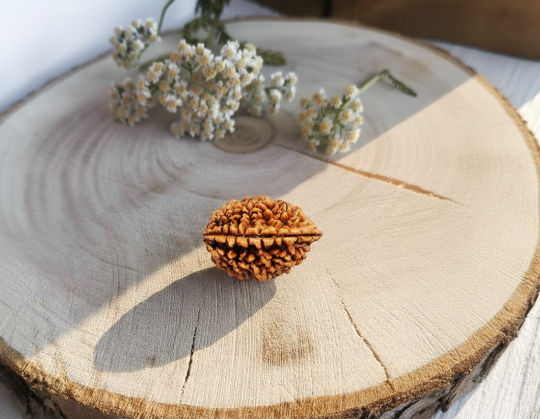 The Mystical Power of 2 Mukhi Rudraksha: Symbol of Unity & Balance