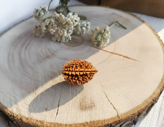 The Mystical Power of 2 Mukhi Rudraksha: Symbol of Unity & Balance