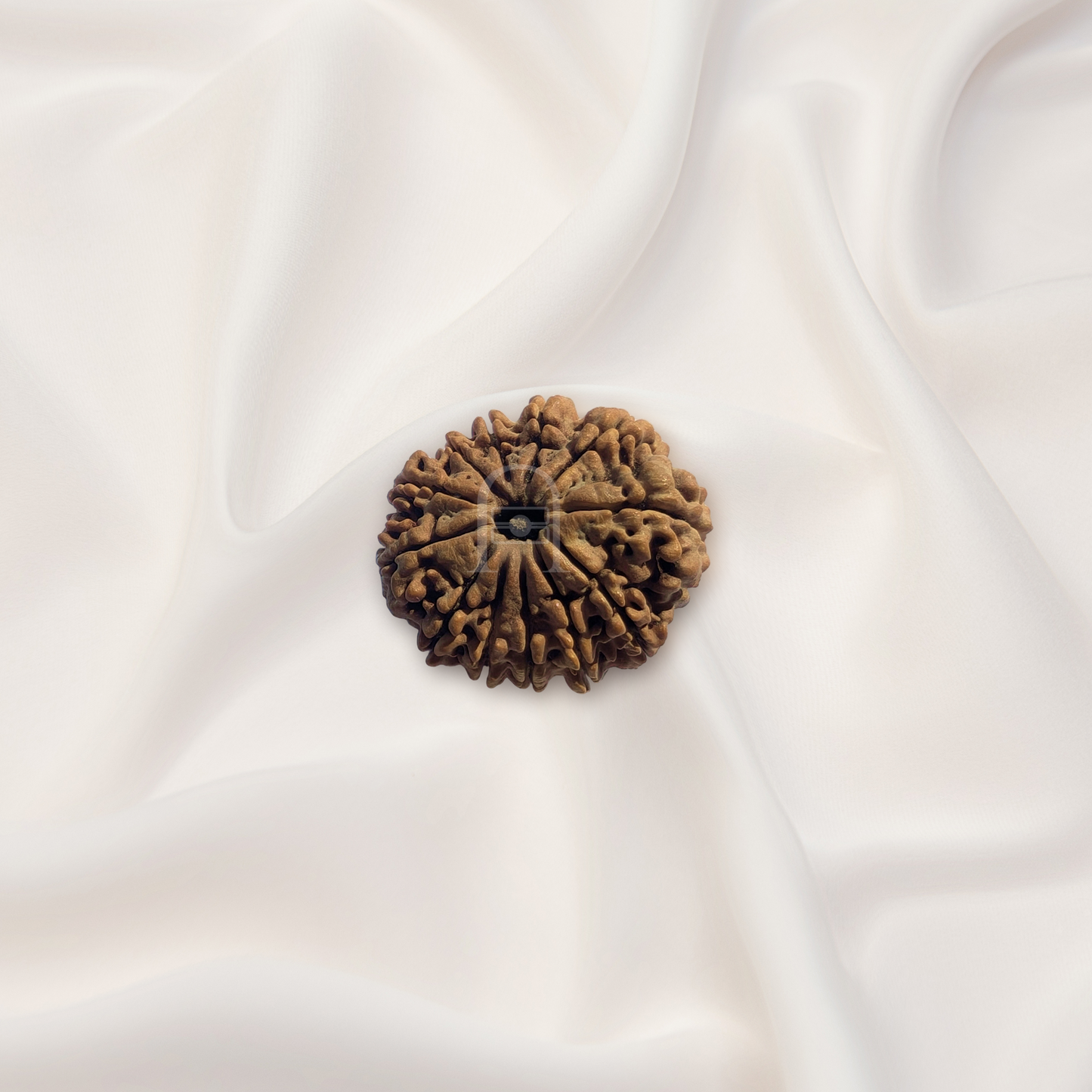 12 Mukhi Rudraksha ( Nepali )
