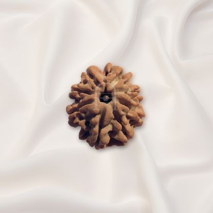 8 Mukhi Rudraksha ( Nepali )