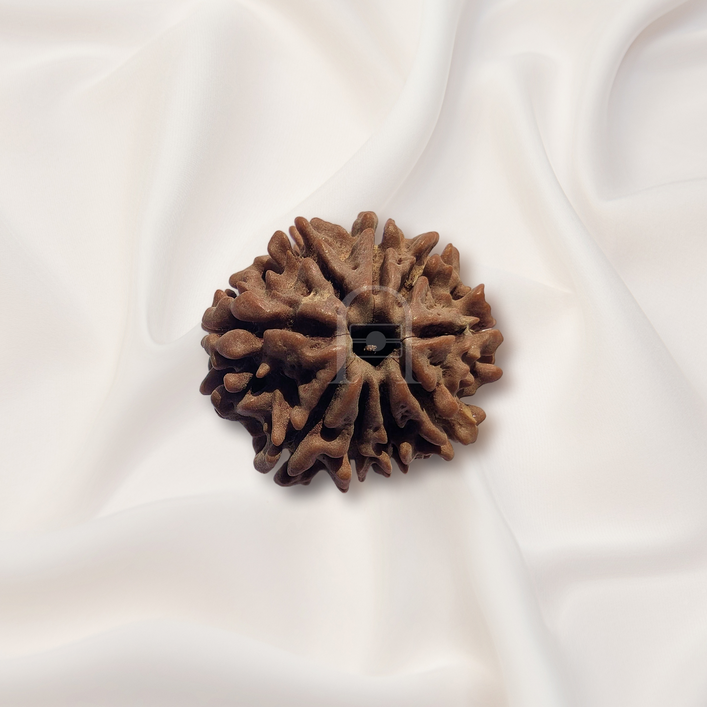 9 Mukhi Rudraksha ( Nepali )