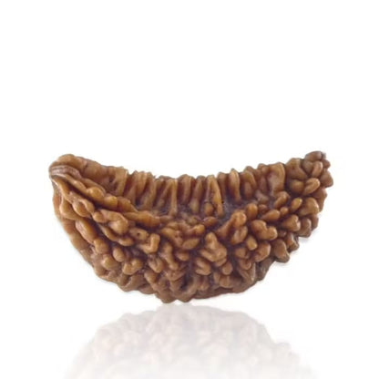 1 Mukhi Rudraksha