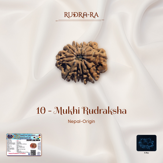 10 Mukhi Rudraksha