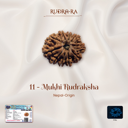 11 Mukhi Rudraksha ( Nepali )