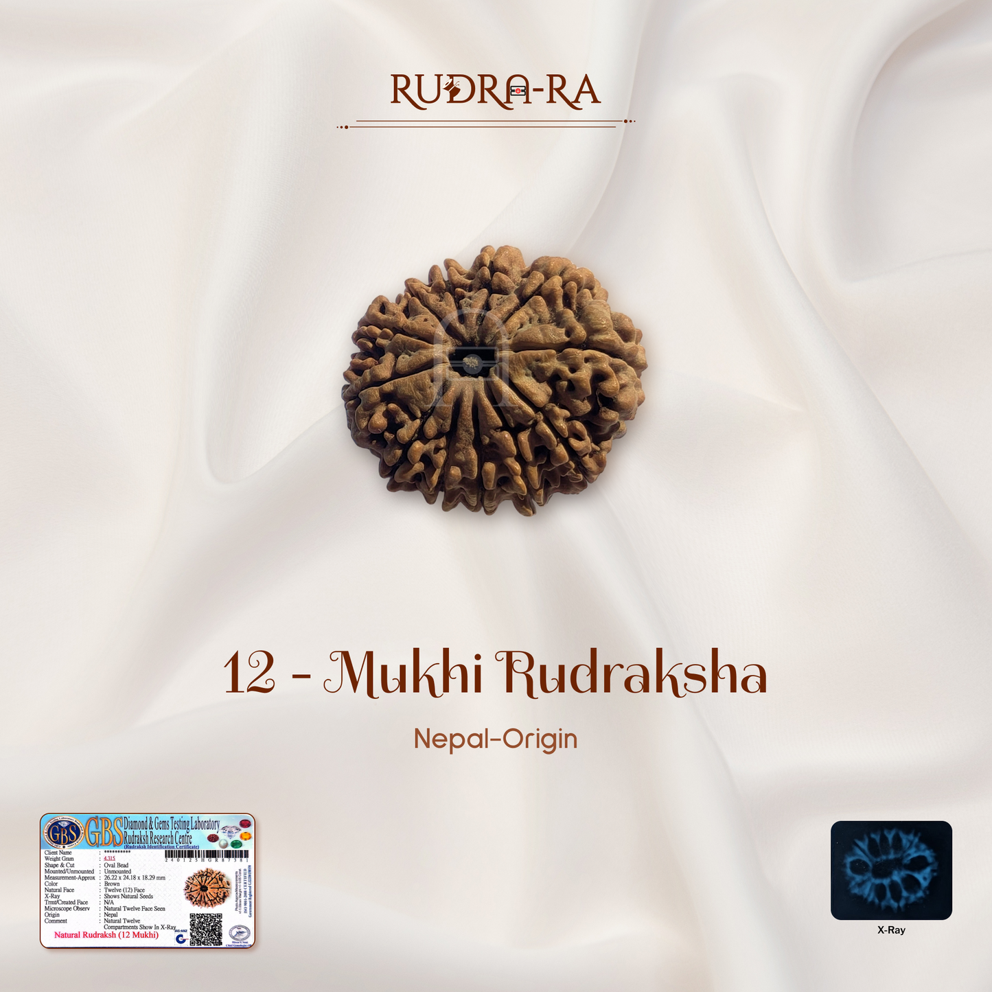 12 Mukhi Rudraksha ( Nepali )
