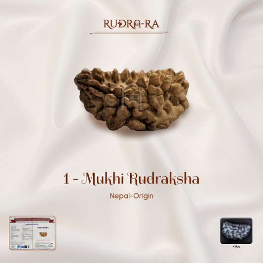 1 Mukhi Rudraksha