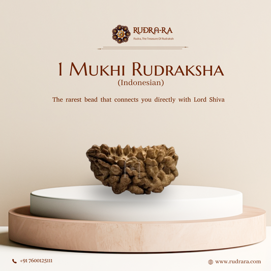 1 Mukhi Rudraksha indonesian