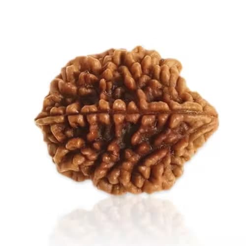 2 Mukhi Rudraksha