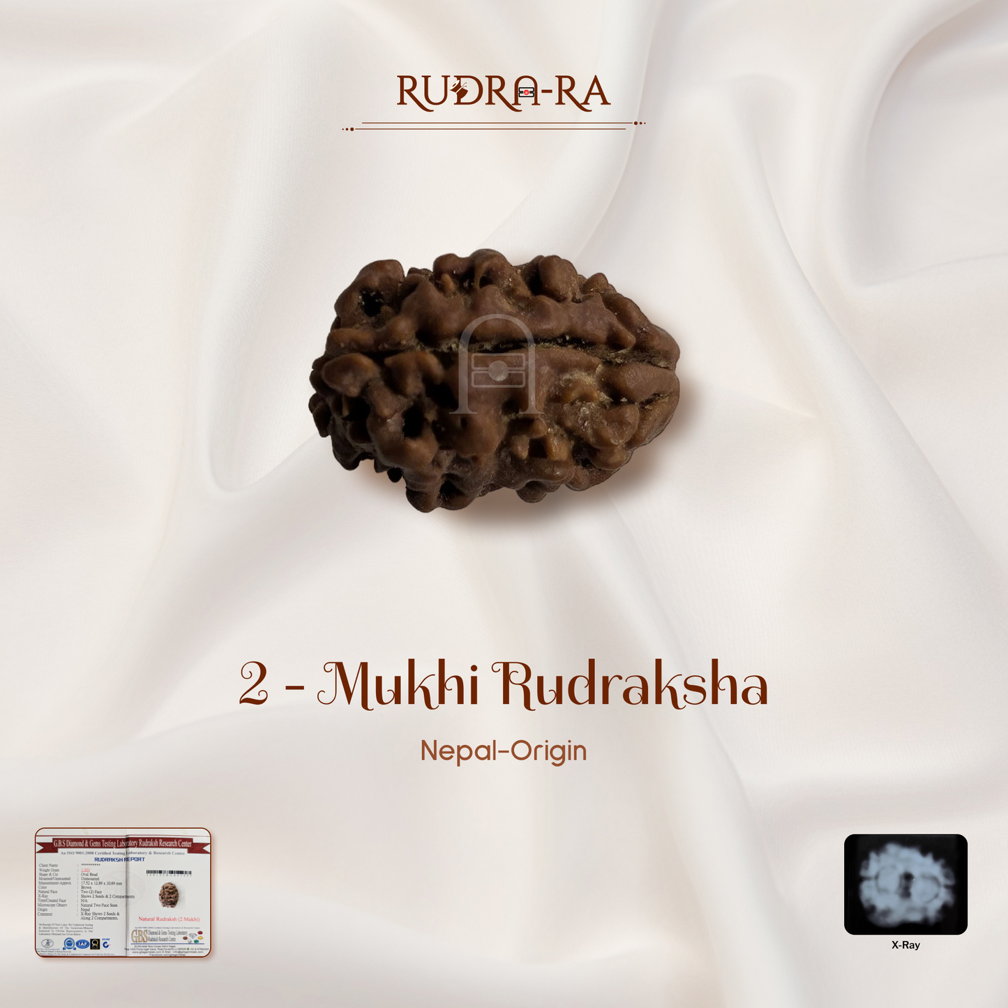 2 Mukhi Rudraksha