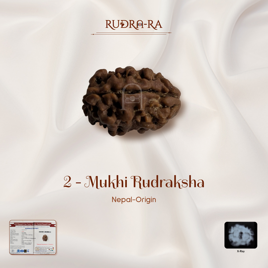 2 Mukhi Rudraksha ( Nepali )