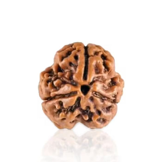 3 Mukhi Rudraksha