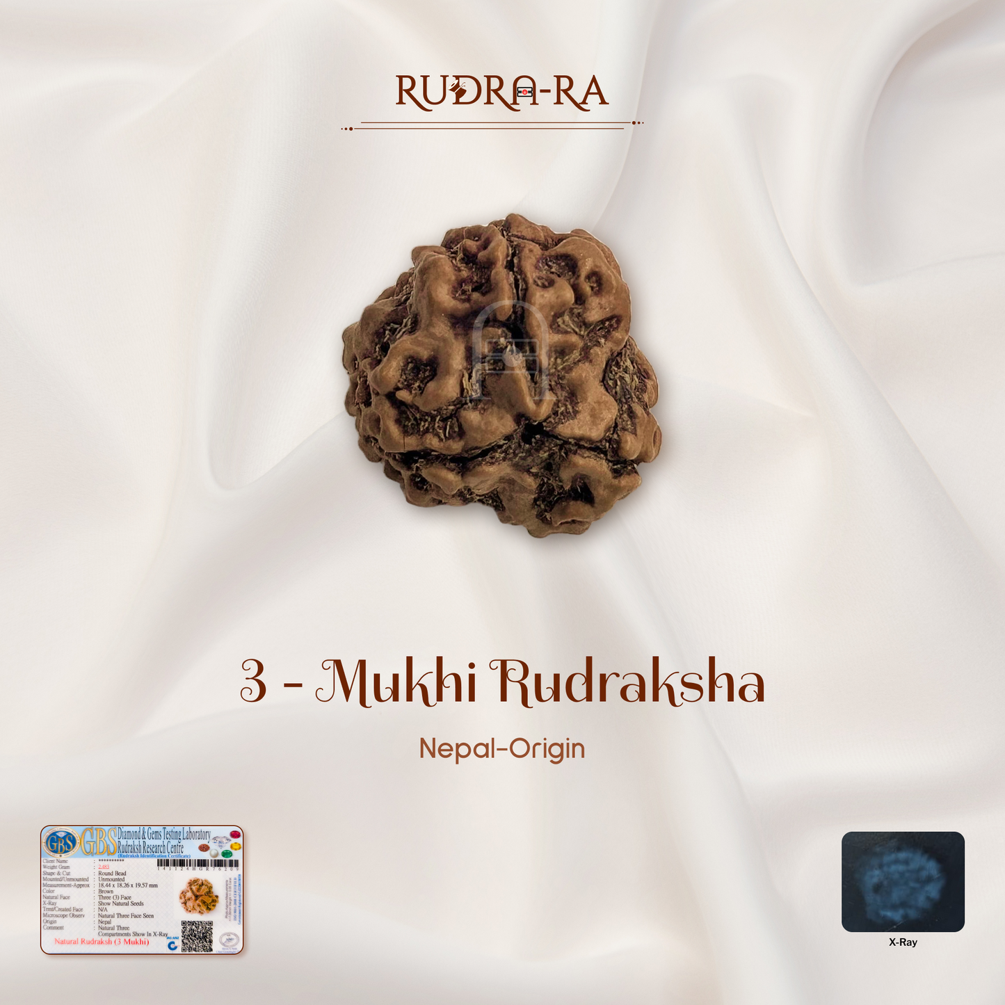 3 Mukhi Rudraksha