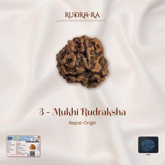 3 Mukhi Rudraksha ( Nepali )