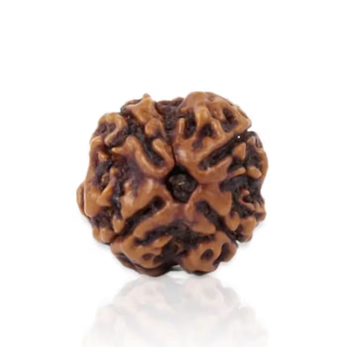 4 Mukhi Rudraksha