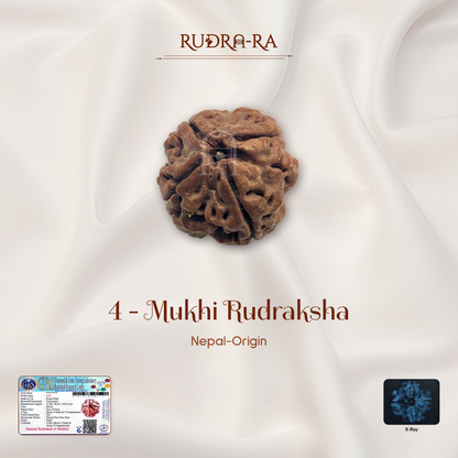 4 Mukhi Rudraksha