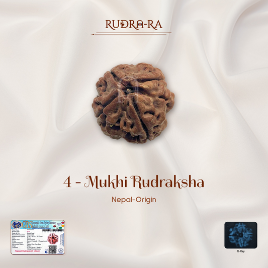 4 Mukhi Rudraksha ( Nepali )