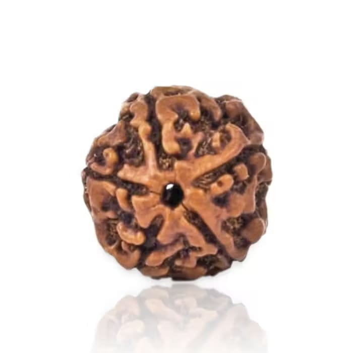 5 Mukhi Rudraksha