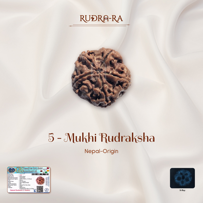 5 Mukhi Rudraksha