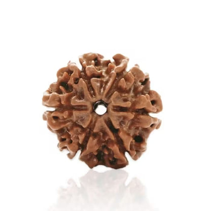 6 Mukhi Rudraksha