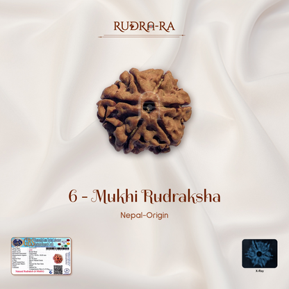 6 Mukhi Rudraksha