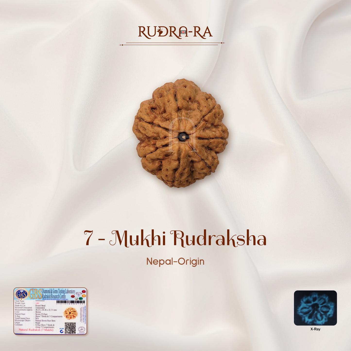 7 Mukhi Rudraksha