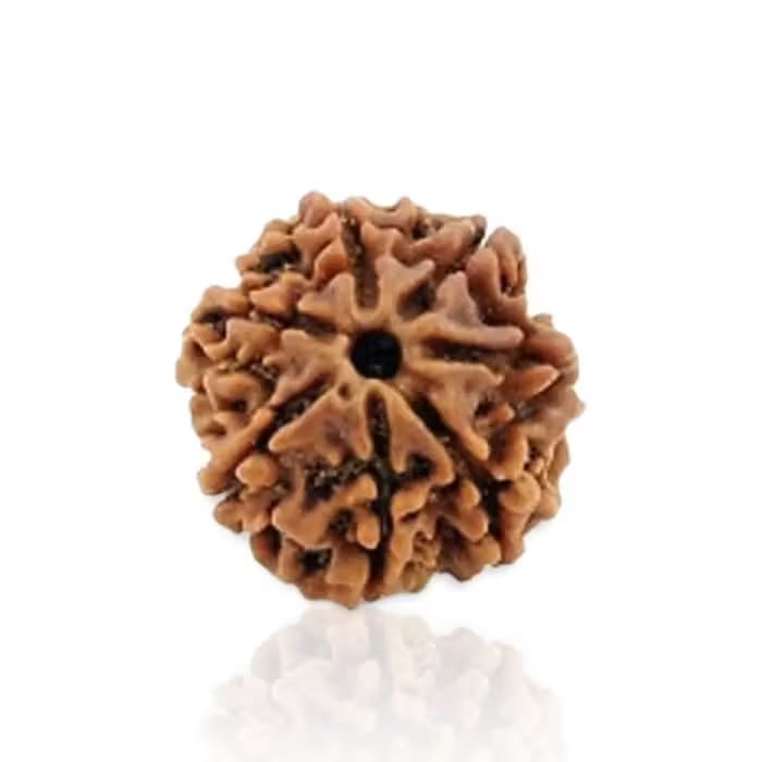 7 Mukhi Rudraksha